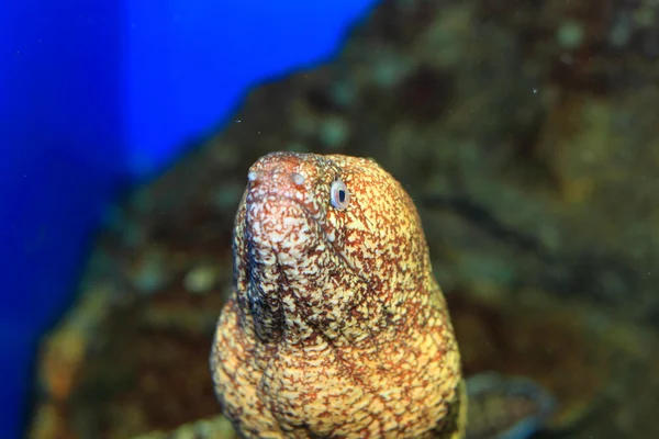 Kidako moray (Gymnothorax kidako) în Japonia — Fotografie, imagine de stoc