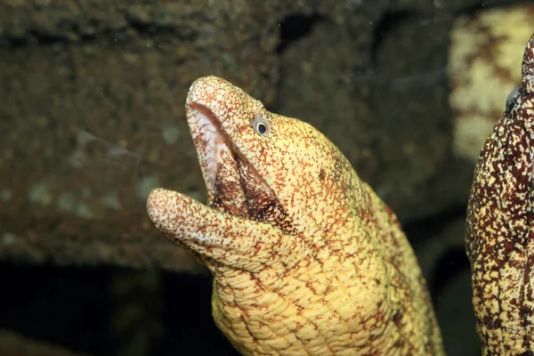 Kidako muréna (gymnothorax kidako), Japán — Stock Fotó