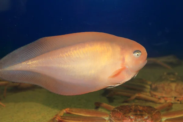 Salmon Snailfish (Careproctus rastrinus) in Japan — Stock Photo, Image