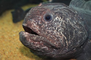 Bering wolffish (Anarhichas orientalis) Japonya'da