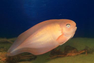 Japonya'da somon Snailfish (Careproctus rastrinus)