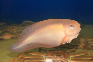 Japonya'da somon Snailfish (Careproctus rastrinus)