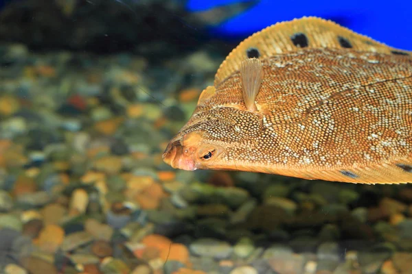 Sten flundra (Kareius bicoloratus) i Japan — Stockfoto