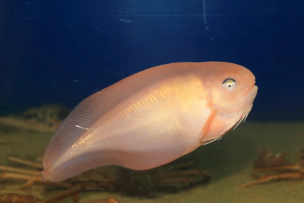 Lachsschneckenfisch (careproctus rastrinus) in Japan — Stockfoto