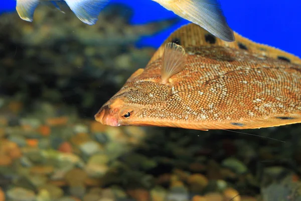 Sten flundra (Kareius bicoloratus) i Japan — Stockfoto