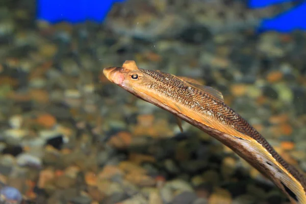 Flounder de piatră (Kareius bicoloratus) în Japonia — Fotografie, imagine de stoc