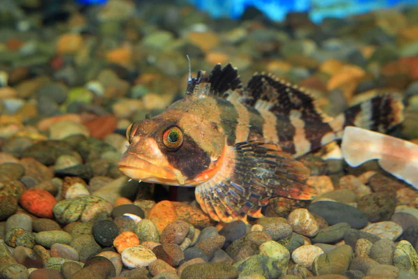 Bandad irländska Herren smörbult (Hemilepidotus gilberti) i Japan — Stockfoto