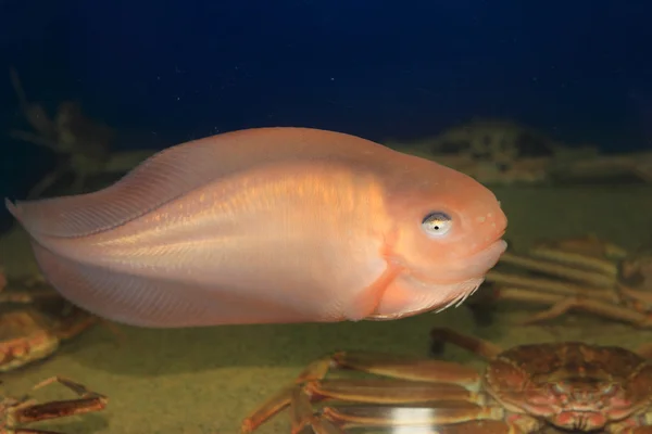 Salmon Snailfish (Careproctus rastrinus) di Jepang — Stok Foto