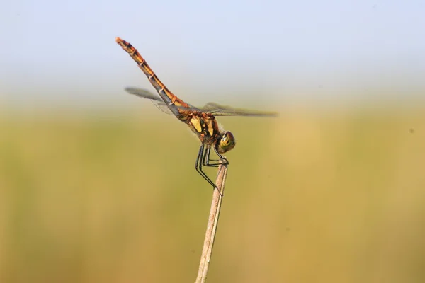 Darter autunnale giapponese (Sympetrum frequens) in Giappone — Foto Stock