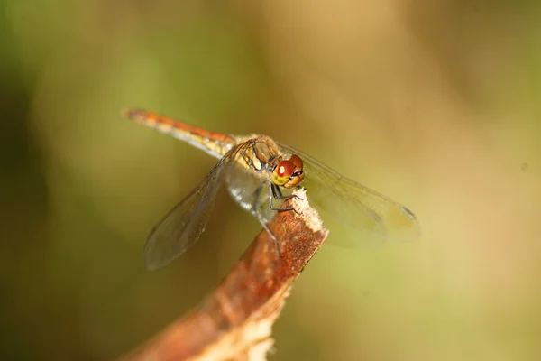 日本秋季镖 (Sympetrum frequens) 在日本 — 图库照片