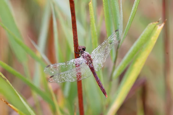 Japanse herfst heidelibel (Sympetrum frequens) in Japan — Stockfoto