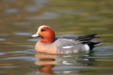 Avrasya Wigeon (Anas penelope) Japonya'da