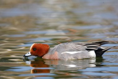 Avrasya Wigeon (Anas penelope) Japonya'da