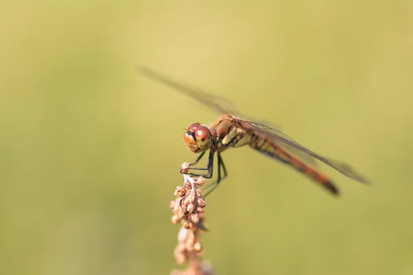 Darter autunnale giapponese (Sympetrum frequens) in Giappone — Foto Stock