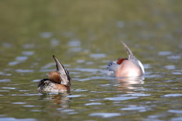 Eurasian Wigeon (Anas penelope) in Japan — Stock Photo, Image