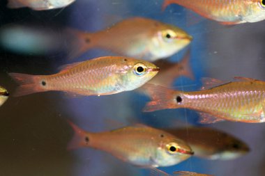 Japonya'da Spotnape Kardinaller (Apogon notatus)