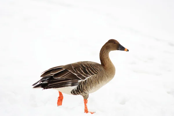 Bean goose (Anser fabalis middendorffii) in Japan — Stock Photo, Image