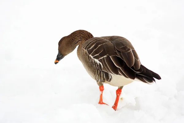 Bean goose (Anser fabalis middendorffii) in Japan — Stock Photo, Image