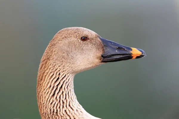 Bean goose (Anser fabalis middendorffii) in Japan — Stock Photo, Image