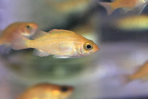 Japanese sea perch (Sebastes cheni) in Japan — Stock Photo, Image