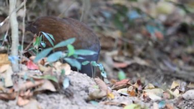 Turuncu ayaklı Scrubfowl (Megapodius reinwardt) Cairns, Avustralya