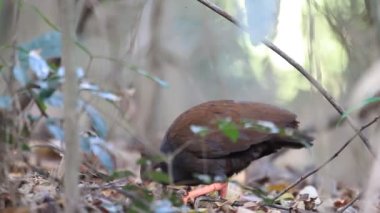 Turuncu ayaklı Scrubfowl (Megapodius reinwardt) Cairns, Avustralya