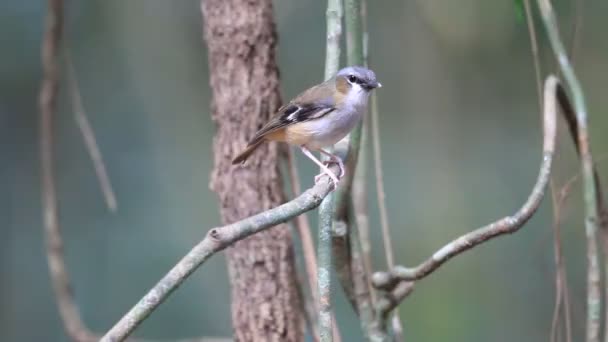 Gri başlı Robin (Heteromyias cinereifrons) Cairns, Avustralya — Stok video