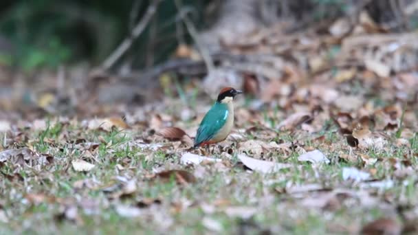 Θορυβώδη Pitta (Πίττα versicolor) σε Κερνς, Αυστραλία — Αρχείο Βίντεο