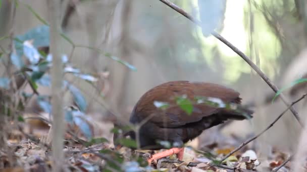 オーストラリア、ケアンズのオレンジの足 Scrubfowl (Megapodius reinwardt) — ストック動画