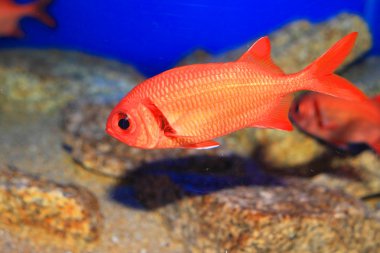 Japonya'da Hint Scarlet Konukevleri (Myripristis kochiensis)