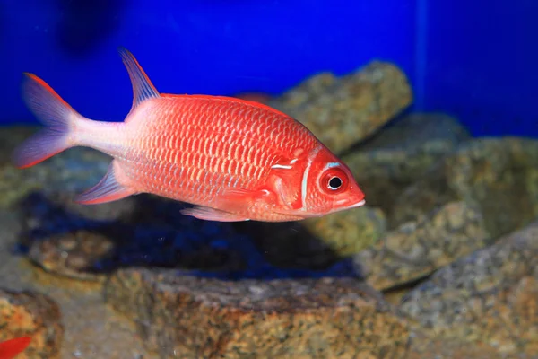 Silverspot Squirrelfish (Sargocentron caudimaculatum) v Japonsku — Stock fotografie