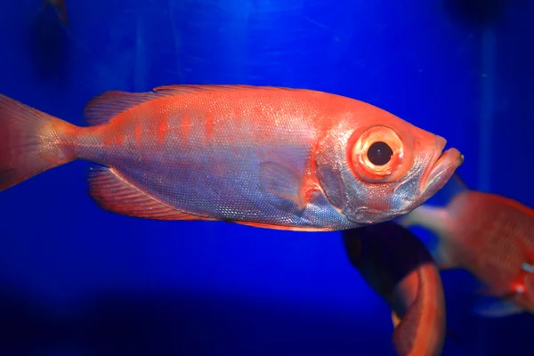 Duskyfinned terč (Priacanthus hamrur) v Japonsku — Stock fotografie