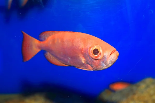 Duskyfinned bullseye (Priacanthus hamrur) i Japan — Stockfoto