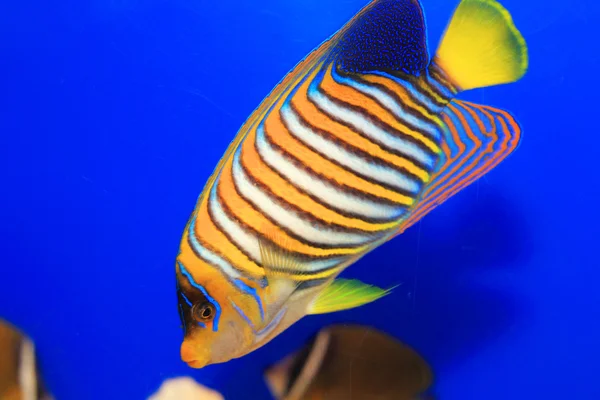 Regal Angelfish (Pygoplites diacanthus), Japonya — Stok fotoğraf