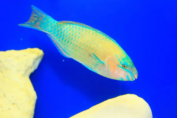 Palenose Parrotfish, (Scarus psittacus) in Japan — Stockfoto