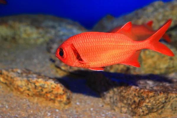 Pez soldado escarlata indio (Myripristis kochiensis) en Japón — Foto de Stock