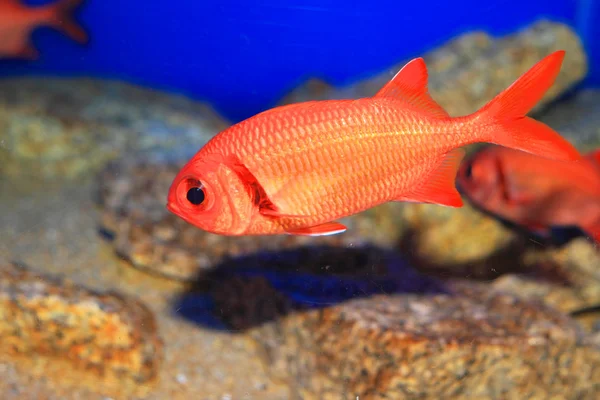 Indian Scarlet gardłosz (Myripristis kochiensis) w Japonii — Zdjęcie stockowe