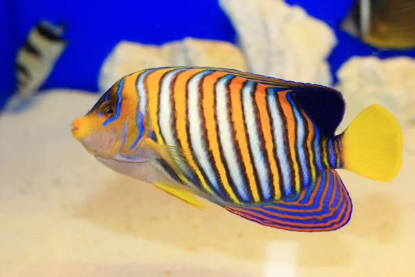 Peixes-reais (Pygoplites diacanthus) em Japão — Fotografia de Stock