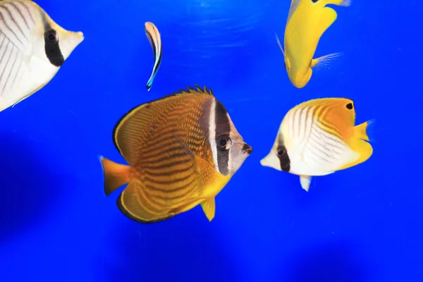 Japonya'da oryantal butterflyfish (Chaetodon auripes) — Stok fotoğraf