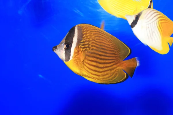Oriental butterflyfish (Chaetodon auripes) in Japan — Stock Photo, Image