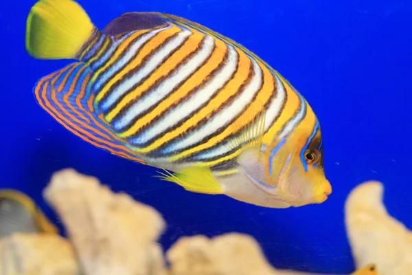 Peixes-reais (Pygoplites diacanthus) em Japão — Fotografia de Stock