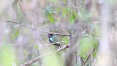 Gökkuşağı pide (pide Iris) Avustralya