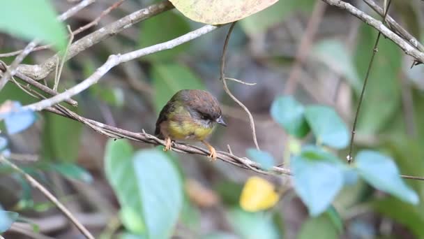 Robin amarillo pálido (Tregellasia capito) en Australia — Vídeos de Stock