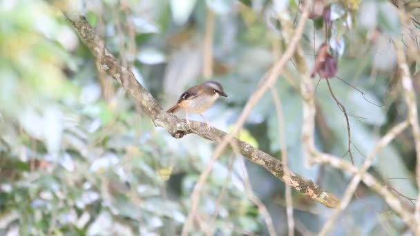 Γκρι-με επικεφαλής Robin (Heteromyias cinereifrons) στην Αυστραλία — Αρχείο Βίντεο