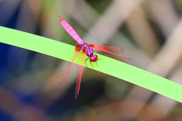 深红色沼泽滑翔机 (Trithemis 极光) 在日本 — 图库照片