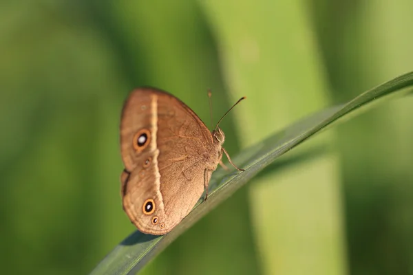 Riukiuana Bushbrown chino (Mycalesis madjicosa) en Japón — Foto de Stock