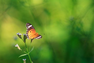 Hint Fritillary (Argyreus hyperbius), Japonya