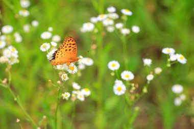 Hint Fritillary (Argyreus hyperbius), Japonya