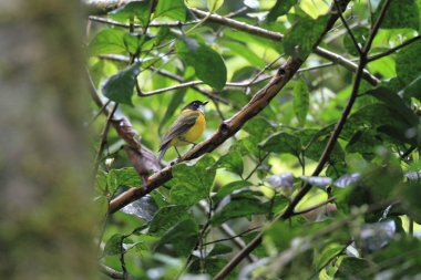 Avustralya'da Avustralya altın Whistler (Pachycephala pektoralis)