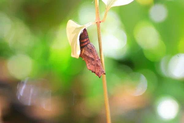 Fritillary indio (Argyreus hyperbius) en Japón — Foto de Stock